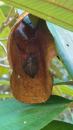 Tropical Orb Weaver