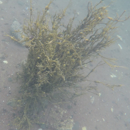 Knotted Wrack
