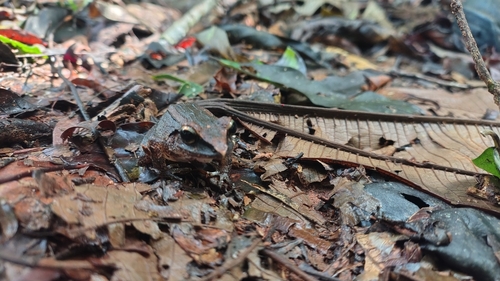 Clay Robber Frog