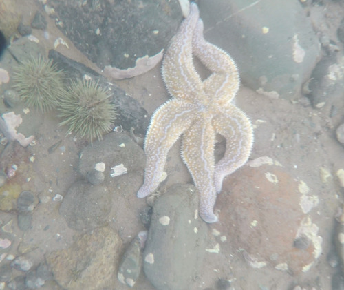 Common Sea Star