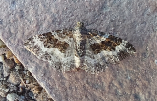 Common Carpet Moth