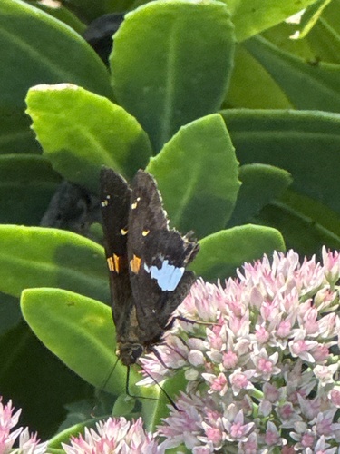 Silver-spotted Skipper