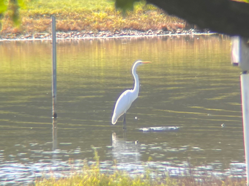 Great Egret