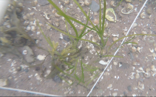 Eelgrass