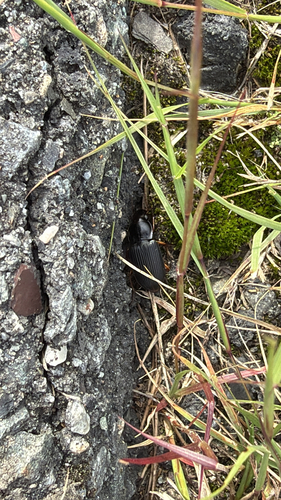 Pennsylvania Dingy Ground Beetle