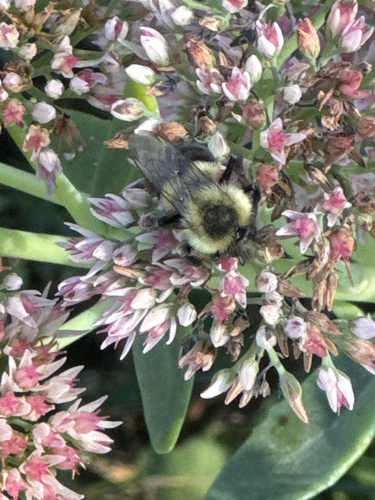 Common Eastern Bumble Bee