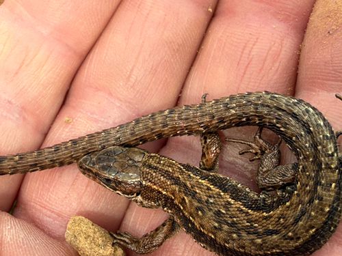 Viviparous Lizard