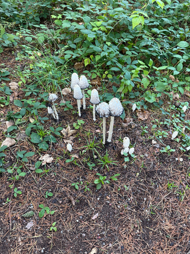 Shaggy Mane