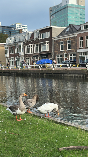 Domestic Greylag × Domestic Swan Goose