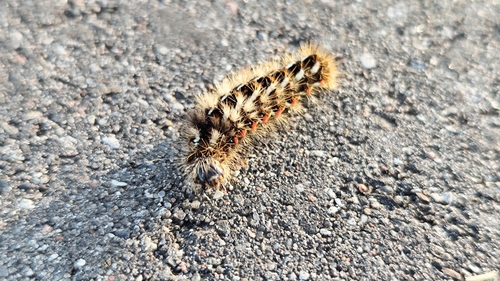 Knot Grass Moth