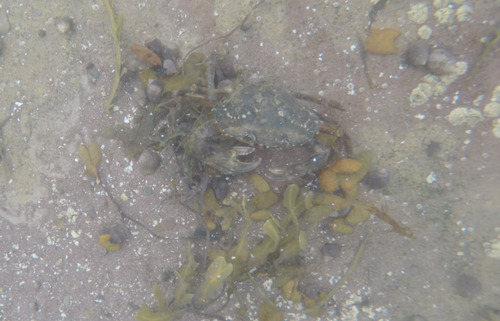 European Green Crab