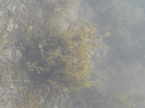 bladder wrack