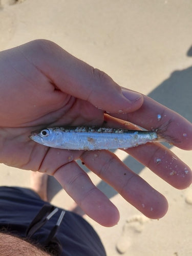 European Sardine
