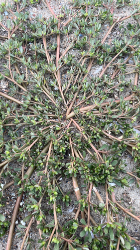 Common Purslane