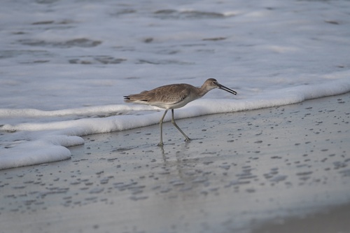 Willet