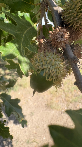 Turkey Oak