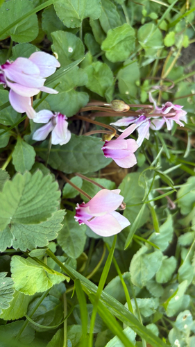 Ivy-leaved cyclamen