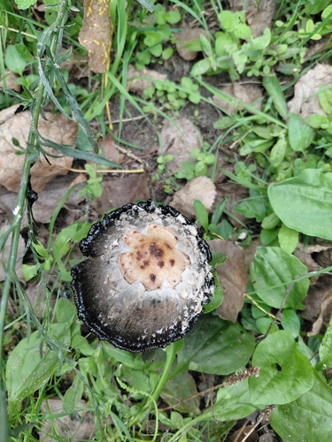 Shaggy Mane