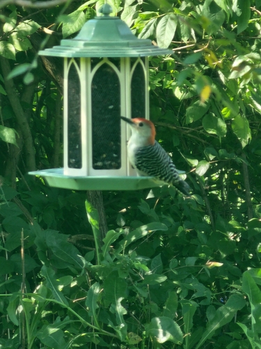 Red-bellied Woodpecker