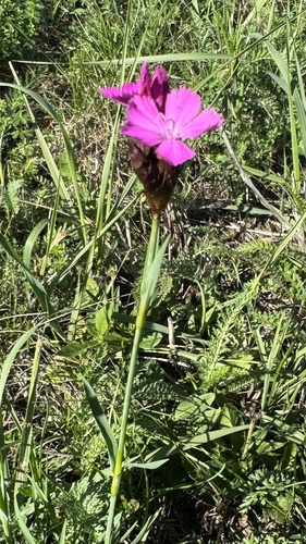 Carthusian Pink
