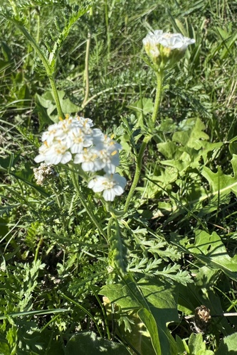 common yarrow