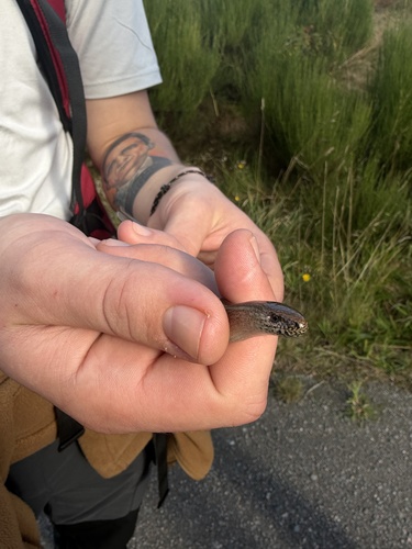 Common Slowworm