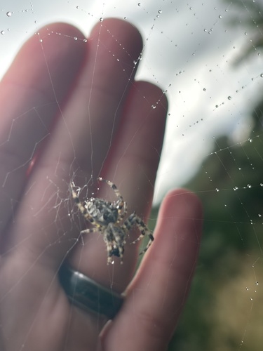Cross Orbweaver