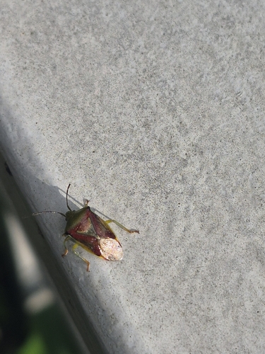 Birch Shield Bug
