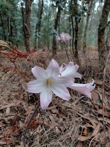 Belladonna Lily