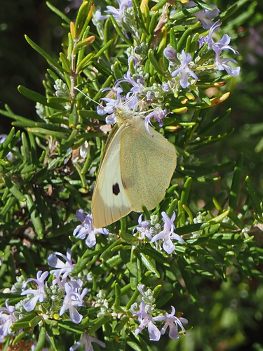 Large White