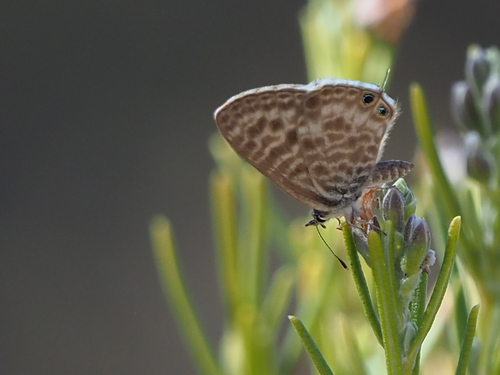 Lang's Short-tailed Blue
