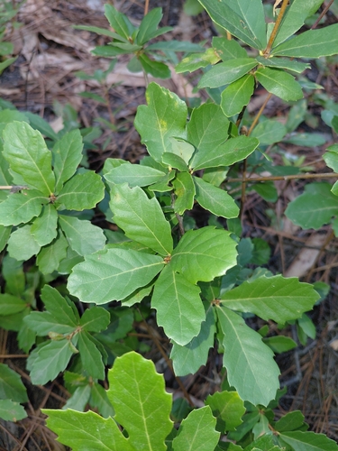 Gall Oak