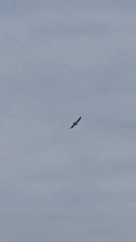 Swainson's Hawk