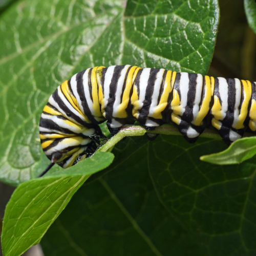 Monarch