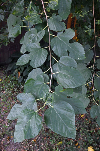 white mulberry