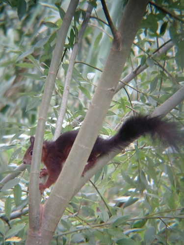Eurasian Red Squirrel