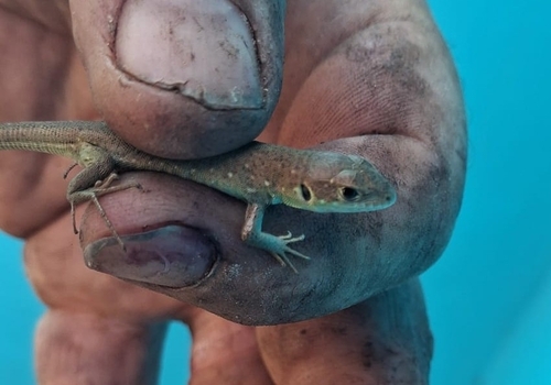 Green Lizard
