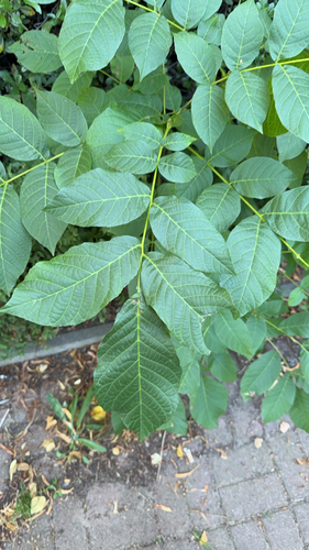 Persian walnut