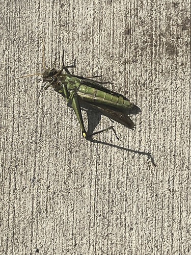 Obscure Bird Grasshopper