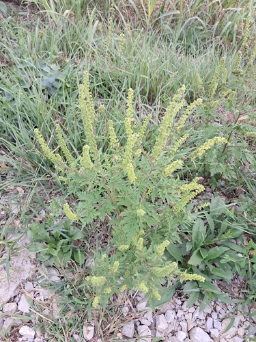 common ragweed