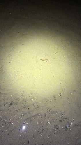 Yellow Bullhead