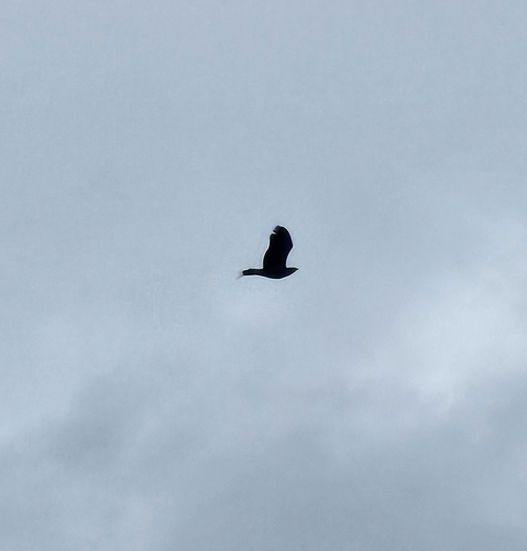 Common Raven