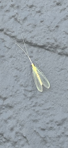 Four-spotted Green Lacewing