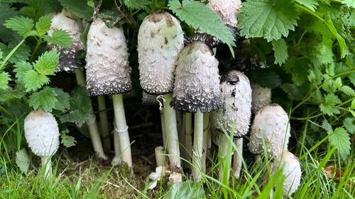 Shaggy Mane