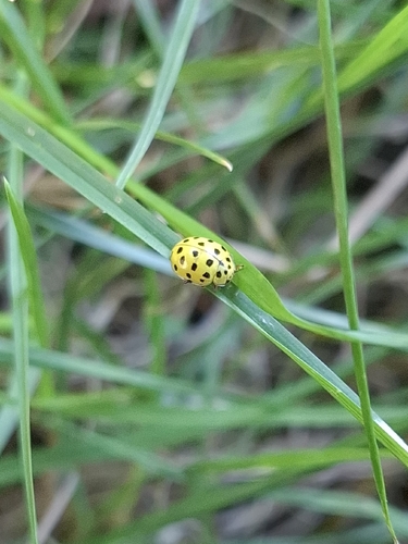 22-spot Ladybird