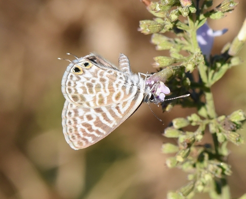 Lang's Short-tailed Blue