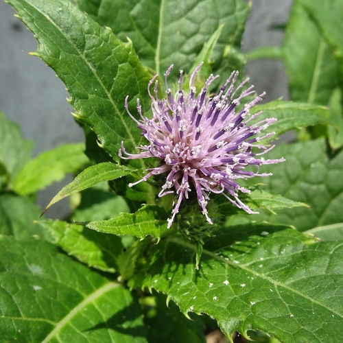 Cirsium nipponicum