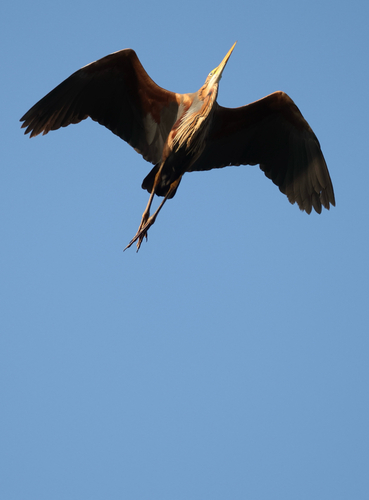 Purple Heron
