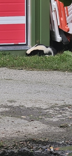 Striped Skunk observed by daksha4