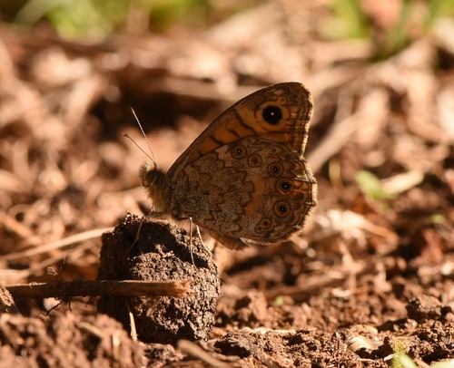 Wall Brown